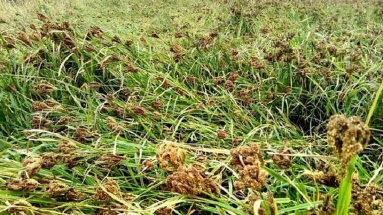 ಮಳೆಯಿಂದ ಕಟಾವಿಗೆ ಬಂದಿದ್ದ ರಾಗಿ ಸಂಪೂರ್ಣ ಹಾನಿ ಮಳೆಯಿಂದ ಕಟಾವಿಗೆ ಬಂದಿದ್ದ ರಾಗಿ ಸಂಪೂರ್ಣ ಹಾನಿ