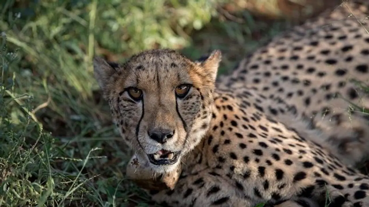 ತಾಯಿ ಕಣ್ಣೆದುರೇ ಮಗನನ್ನು ಕೊಂದು ಹಾಕಿದ ಚಿರತೆ..! ತಾಯಿ ಕಣ್ಣೆದುರೇ ಮಗನನ್ನು ಕೊಂದು ಹಾಕಿದ ಚಿರತೆ..!