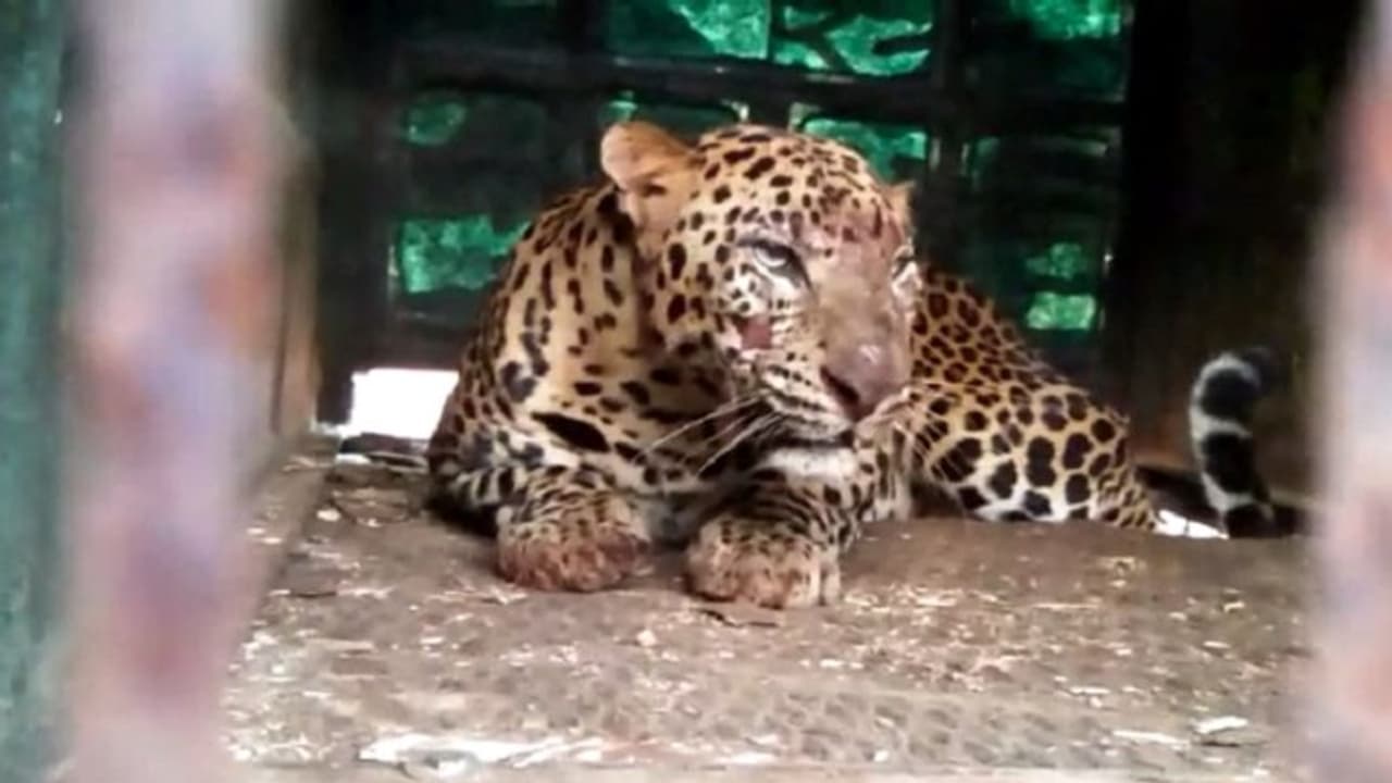 ಉಡುಪಿ: ಮೂರು ದಿನದಲ್ಲಿ ಎರಡು ಚಿರತೆ ಸೆರೆ..! ಉಡುಪಿ: ಮೂರು ದಿನದಲ್ಲಿ ಎರಡು ಚಿರತೆ ಸೆರೆ..!