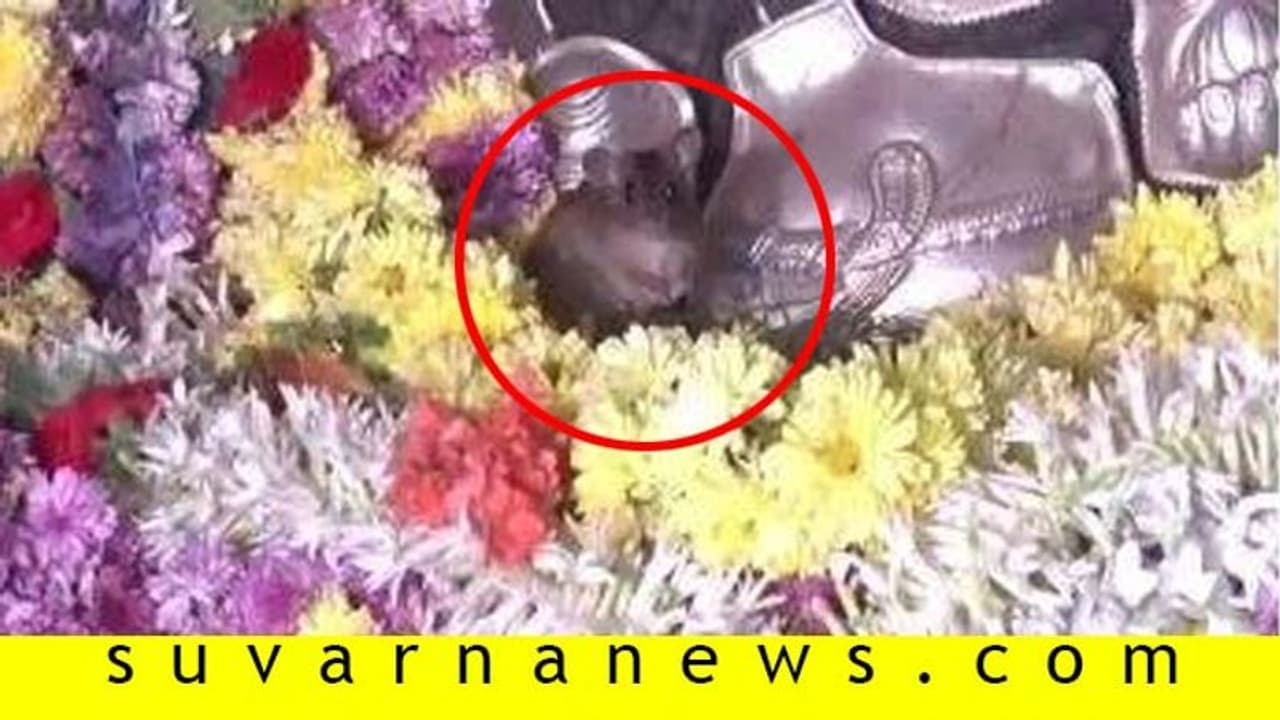 ಗಣೇಶನ ಪೂಜೆಗೆ ಆಗಮಿಸಿದ ಇಲಿಗಳು : ಭಕ್ತರಲ್ಲಿ ಮೂಡಿದ ಅಚ್ಚರಿ ಗಣೇಶನ ಪೂಜೆಗೆ ಆಗಮಿಸಿದ ಇಲಿಗಳು : ಭಕ್ತರಲ್ಲಿ ಮೂಡಿದ ಅಚ್ಚರಿ