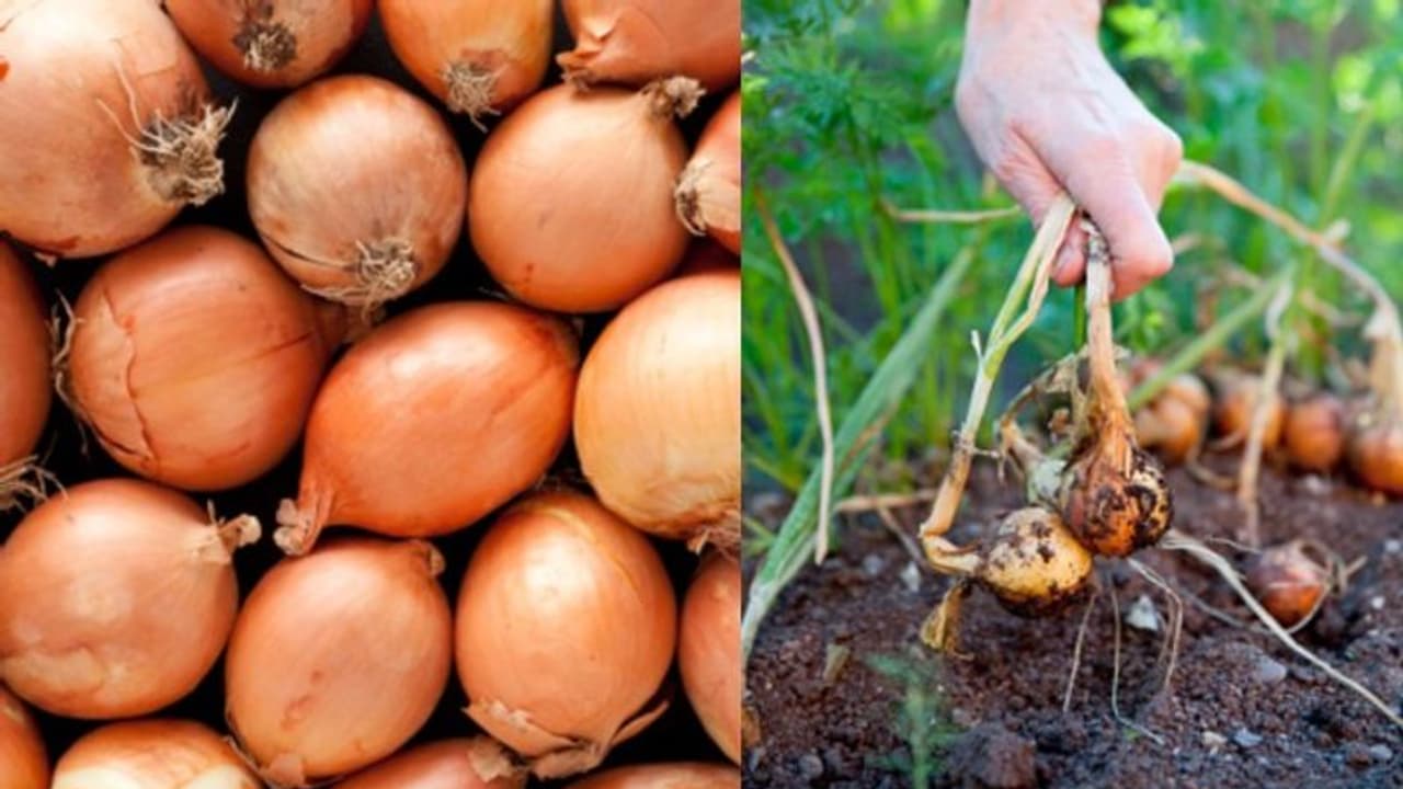 দামের ঝাঁঝে রান্নাঘরে আকাল পেঁয়াজের, বাড়ির চাষে হবে সমস্যার সমাধান দামের ঝাঁঝে রান্নাঘরে আকাল পেঁয়াজের, বাড়ির চাষে হবে সমস্যার সমাধান