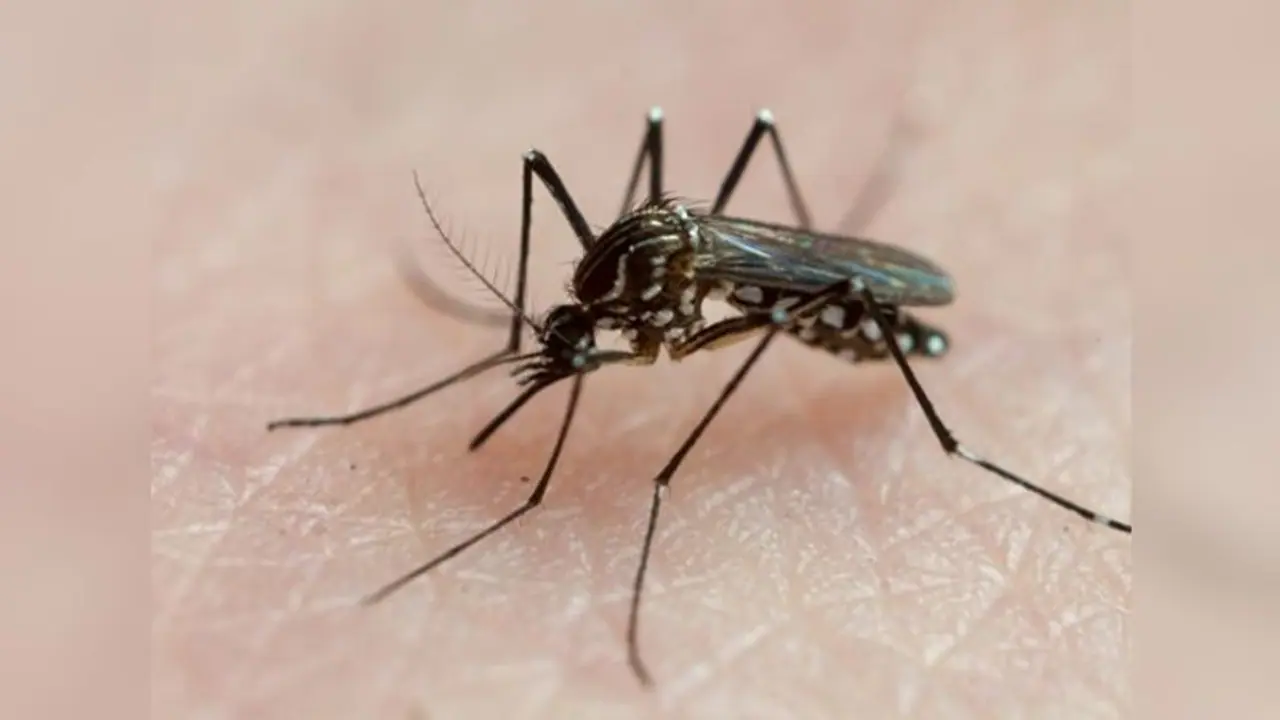 World Malaria Day 2022: Know history, significance and theme World Malaria Day 2022: Know history, significance and theme