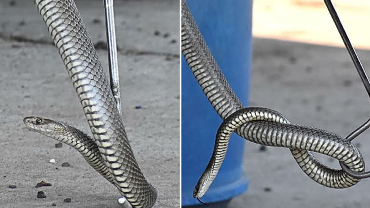 സ്റ്റീല് കമ്പി പിണഞ്ഞുകിടക്കും പോലെ; 'റിയല്' പാമ്പ് തന്നെയോ? സ്റ്റീല് കമ്പി പിണഞ്ഞുകിടക്കും പോലെ; 'റിയല്' പാമ്പ് തന്നെയോ?