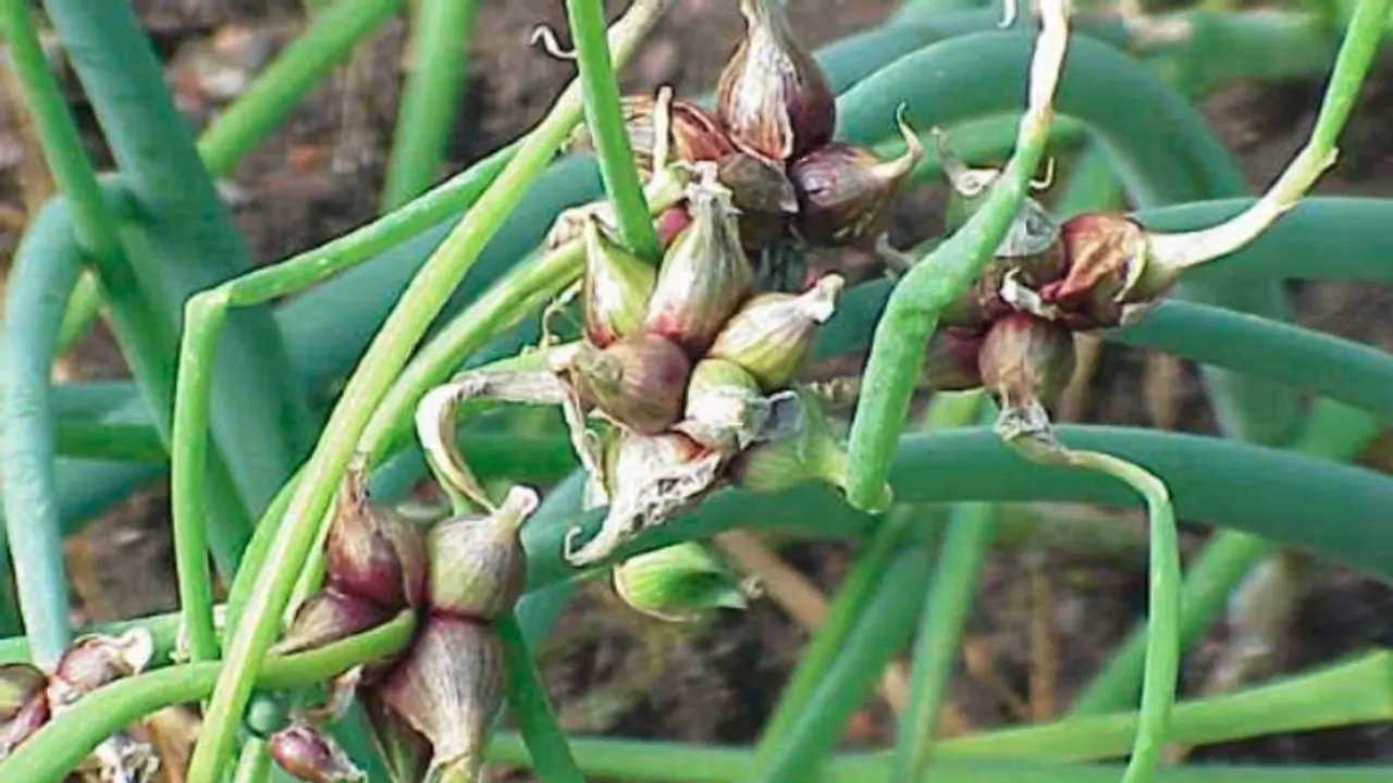 মিশর থেকে ভারতে আসছে 'ওয়াকিং অনিয়ন', এই পেঁয়াজ কি সত্যিই হাঁটে