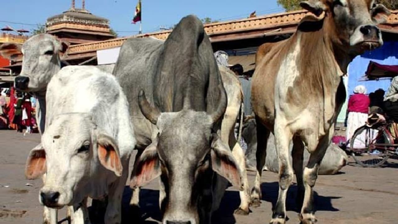 ಹುಲಿ, ಆನೆ ಸಫಾರಿ ರೀತಿ ಗೋವು ಸಫಾರಿ ಆರಂಭಕ್ಕೆ ಸರ್ಕಾರ ಚಿಂತನೆ! ಹುಲಿ, ಆನೆ ಸಫಾರಿ ರೀತಿ ಗೋವು ಸಫಾರಿ ಆರಂಭಕ್ಕೆ ಸರ್ಕಾರ ಚಿಂತನೆ!