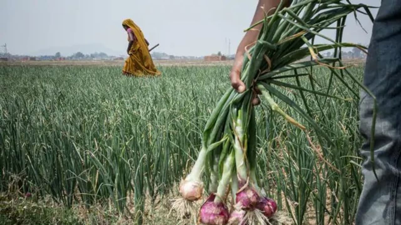 ಈರುಳ್ಳಿ ಬೆಳೆಗಾರರ ಕಣ್ಣಲ್ಲಿ ನೀರು : ಲಾಭದ ನಿರೀಕ್ಷೆಯಲ್ಲಿದ್ದವರಿಗೆ ಶಾಕ್