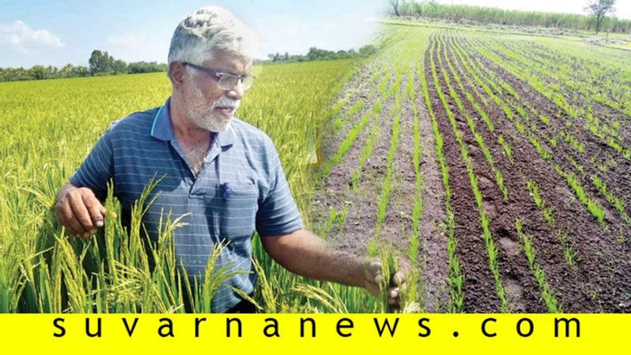 ಅತ್ಯಂತ ಕಡಿಮೆ ನೀರು ಬಳಸಿ ಬಂಪರ್ ಭತ್ತ ಪಡೆದ ಮೈಸೂರು ರೈತ!