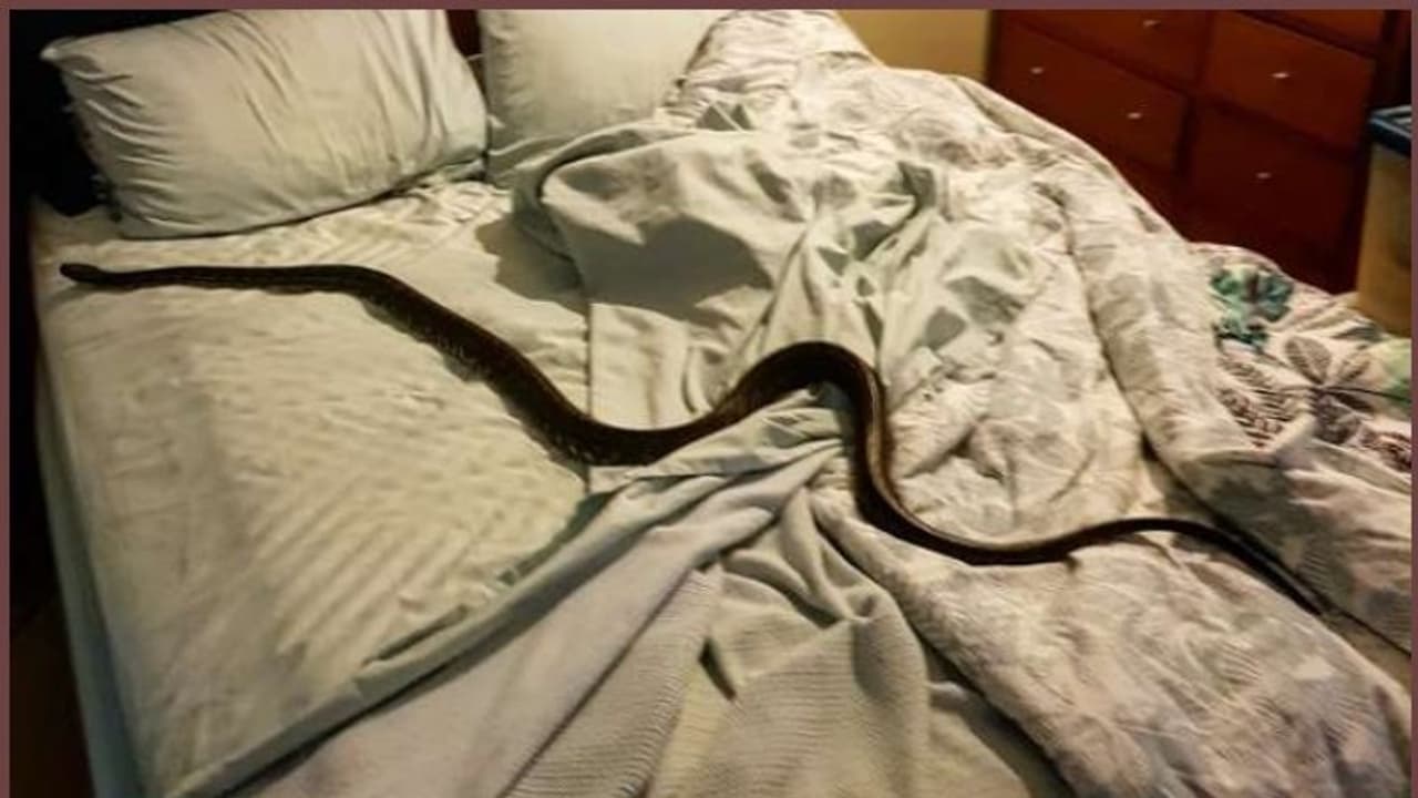 കിടക്കയില് കിടക്കാന് ഒരുങ്ങിയ യുവതിയെ 'സ്വീകരിക്കാന് പെരുമ്പാമ്പ്'; പിന്നെ സംഭവിച്ചത്.! കിടക്കയില് കിടക്കാന് ഒരുങ്ങിയ യുവതിയെ 'സ്വീകരിക്കാന് പെരുമ്പാമ്പ്'; പിന്നെ സംഭവിച്ചത്.!