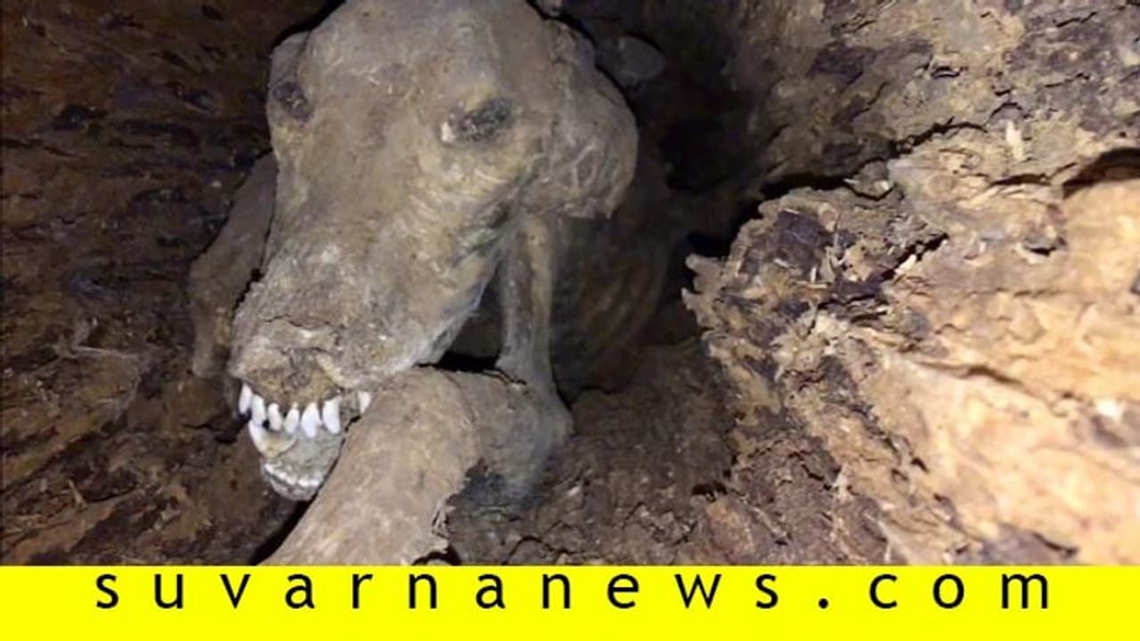 50 ವರ್ಷಗಳ ಹಿಂದೆ ಮರದಲ್ಲಿ ಸಿಲುಕಿದ ನಾಯಿ ಕೊಳೆತಿಲ್ಲ ಹೇಗೆ? 50 ವರ್ಷಗಳ ಹಿಂದೆ ಮರದಲ್ಲಿ ಸಿಲುಕಿದ ನಾಯಿ ಕೊಳೆತಿಲ್ಲ ಹೇಗೆ?