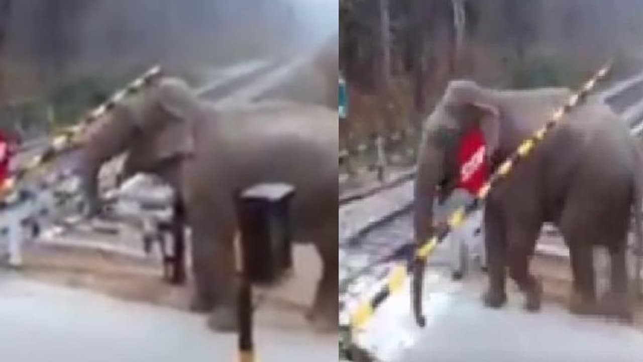 തട്ടി നോക്കി, മുട്ടി നോക്കി പിന്നെ മടിച്ചില്ല ഉയര്ത്തി മാറ്റി; റെയില്വേ ഗേറ്റ് മറികടക്കുന്ന ആനയുടെ ദൃശ്യങ്ങള് വൈറല് തട്ടി നോക്കി, മുട്ടി നോക്കി പിന്നെ മടിച്ചില്ല ഉയര്ത്തി മാറ്റി; റെയില്വേ ഗേറ്റ് മറികടക്കുന്ന ആനയുടെ ദൃശ്യങ്ങള് വൈറല്