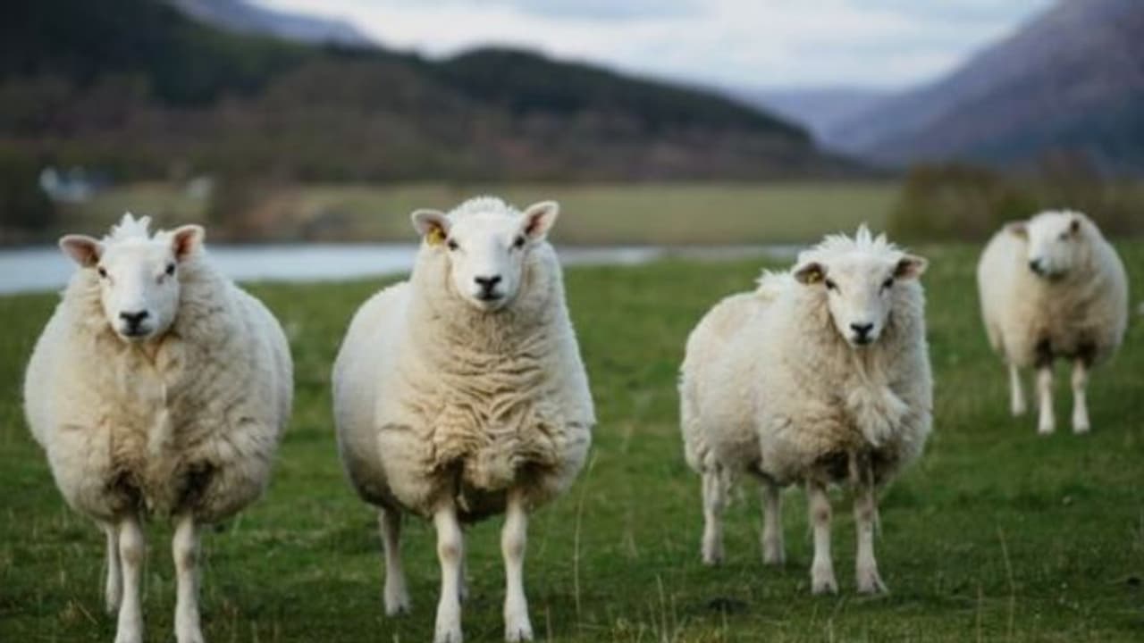 ಕುರಿಗಾಯಿಗಳ ನೆತ್ತಿ ಮೇಲೆ ಕೊರೋನಾ ತೂಗುಗತ್ತಿ! ಕುರಿಗಾಯಿಗಳ ನೆತ್ತಿ ಮೇಲೆ ಕೊರೋನಾ ತೂಗುಗತ್ತಿ!