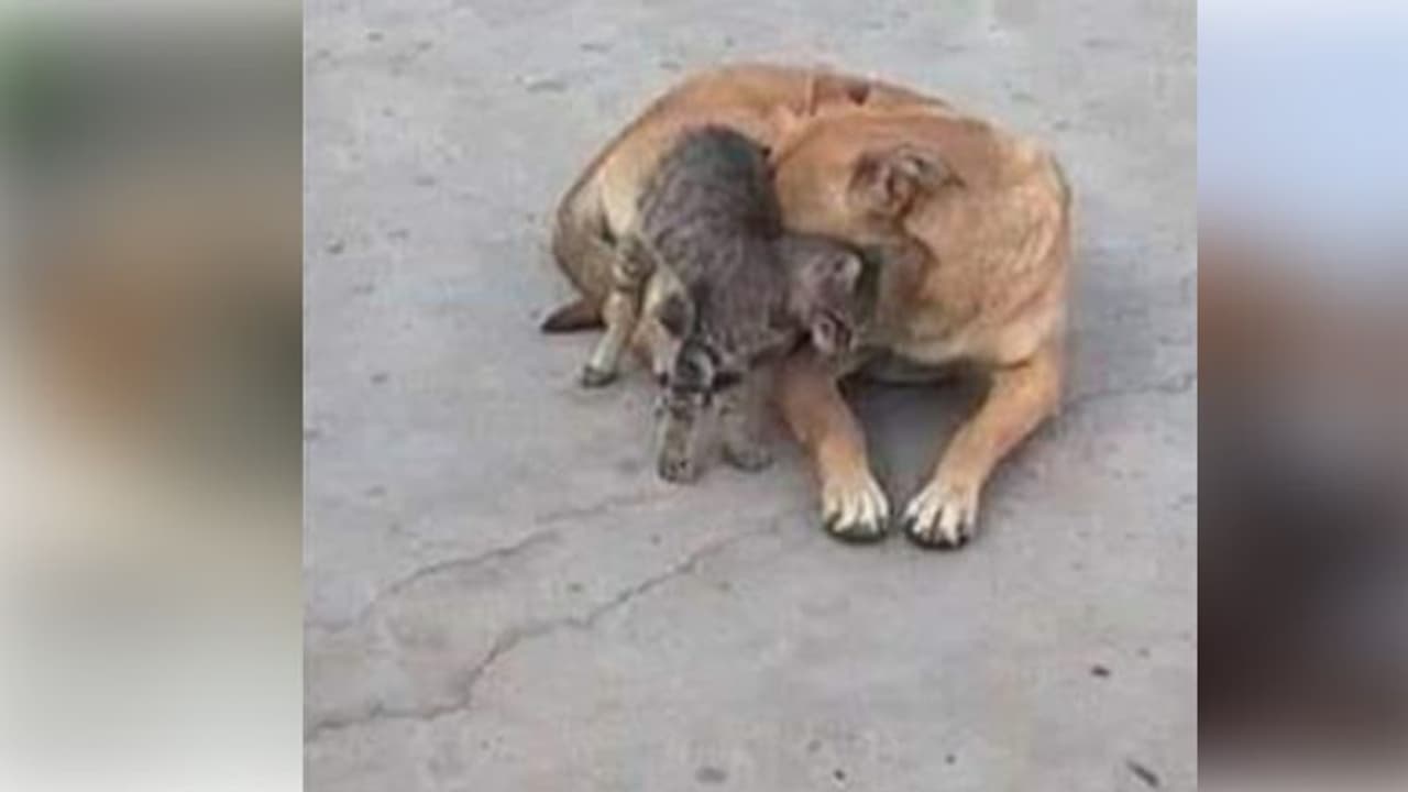 మేము కూడా రక్తదానం చేస్తామంటున్న పిల్లులు, కుక్కలు మేము కూడా రక్తదానం చేస్తామంటున్న పిల్లులు, కుక్కలు