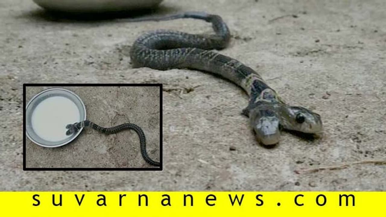 ಎರಡು ತಲೆಯ ಹಾವು ಪತ್ತೆ, ಹಾಲೆರೆದು ಪೂಜಿಸಿದ ಜನ!