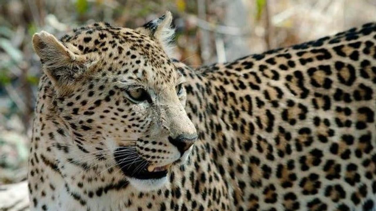 10 लाख रुपए की तेंदुए के खाल के साथ पकड़े गए दो तस्कर