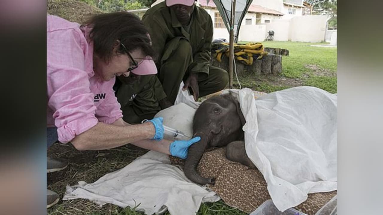 बेहद बुरी हालत में मिले थे हाथी के बच्चे, आज इस शख्स को मानते हैं मम्मी पापा बेहद बुरी हालत में मिले थे हाथी के बच्चे, आज इस शख्स को मानते हैं मम्मी पापा