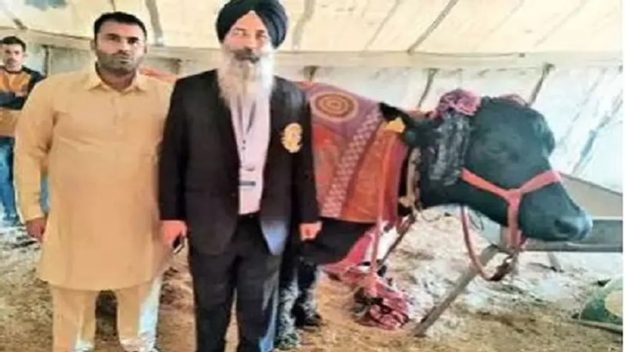 ದಿನಕ್ಕೆ 32.066 ಲೀಟರ್ ಹಾಲು ಕೊಡುವ ಮೂಲಕ ವಿಶ್ವ ದಾಖಲೆ ಬರೆದ ಎಮ್ಮೆ! ದಿನಕ್ಕೆ 32.066 ಲೀಟರ್ ಹಾಲು ಕೊಡುವ ಮೂಲಕ ವಿಶ್ವ ದಾಖಲೆ ಬರೆದ ಎಮ್ಮೆ!