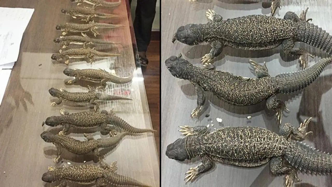 Bengaluru: To improve sexual performance, spiny tail lizards smuggled from Rajasthan; six arrested Bengaluru: To improve sexual performance, spiny tail lizards smuggled from Rajasthan; six arrested