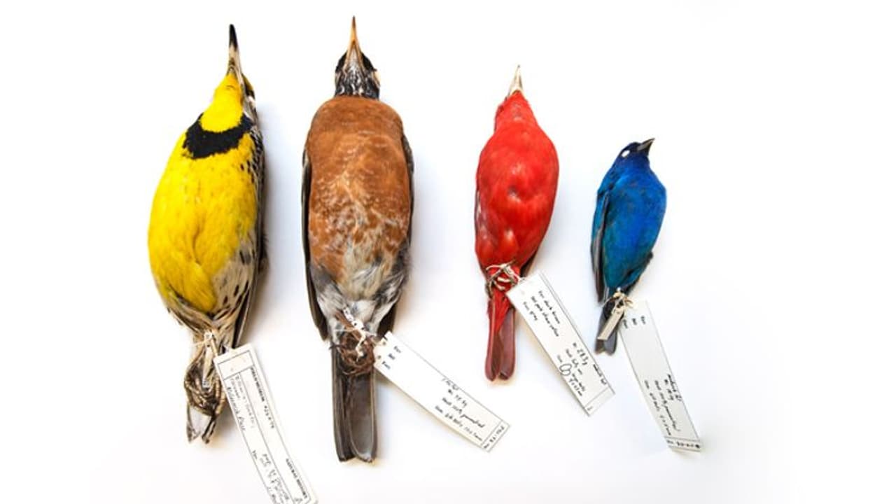 ശരീരം ചുരുങ്ങുന്നു, ചിറകുകള് നീളത്തില് വളര്ന്നുകൊണ്ടേയിരിക്കുന്നു, പക്ഷികളുടെ രൂപം മാറുന്നു? ശരീരം ചുരുങ്ങുന്നു, ചിറകുകള് നീളത്തില് വളര്ന്നുകൊണ്ടേയിരിക്കുന്നു, പക്ഷികളുടെ രൂപം മാറുന്നു?