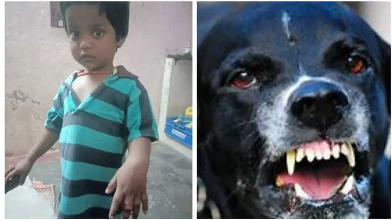 விளையாடிய குழந்தையை கடித்து குதறிய வெறிநாய்..! கைவிரல் துண்டான பரிதாபம்..!