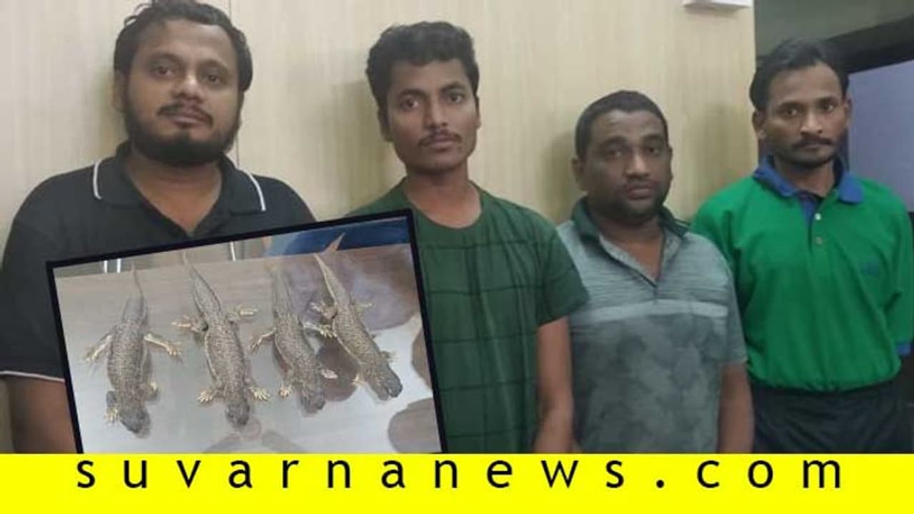 ಬೆಂಗಳೂರು ಪೋಲಿಸರ ಭರ್ಜರಿ ಬೇಟೆ ರಾಜಸ್ಥಾನದ ಹಲ್ಲಿ ಮಾರಾಟಗಾರರ ಸೆರೆ ಬೆಂಗಳೂರು ಪೋಲಿಸರ ಭರ್ಜರಿ ಬೇಟೆ ರಾಜಸ್ಥಾನದ ಹಲ್ಲಿ ಮಾರಾಟಗಾರರ ಸೆರೆ