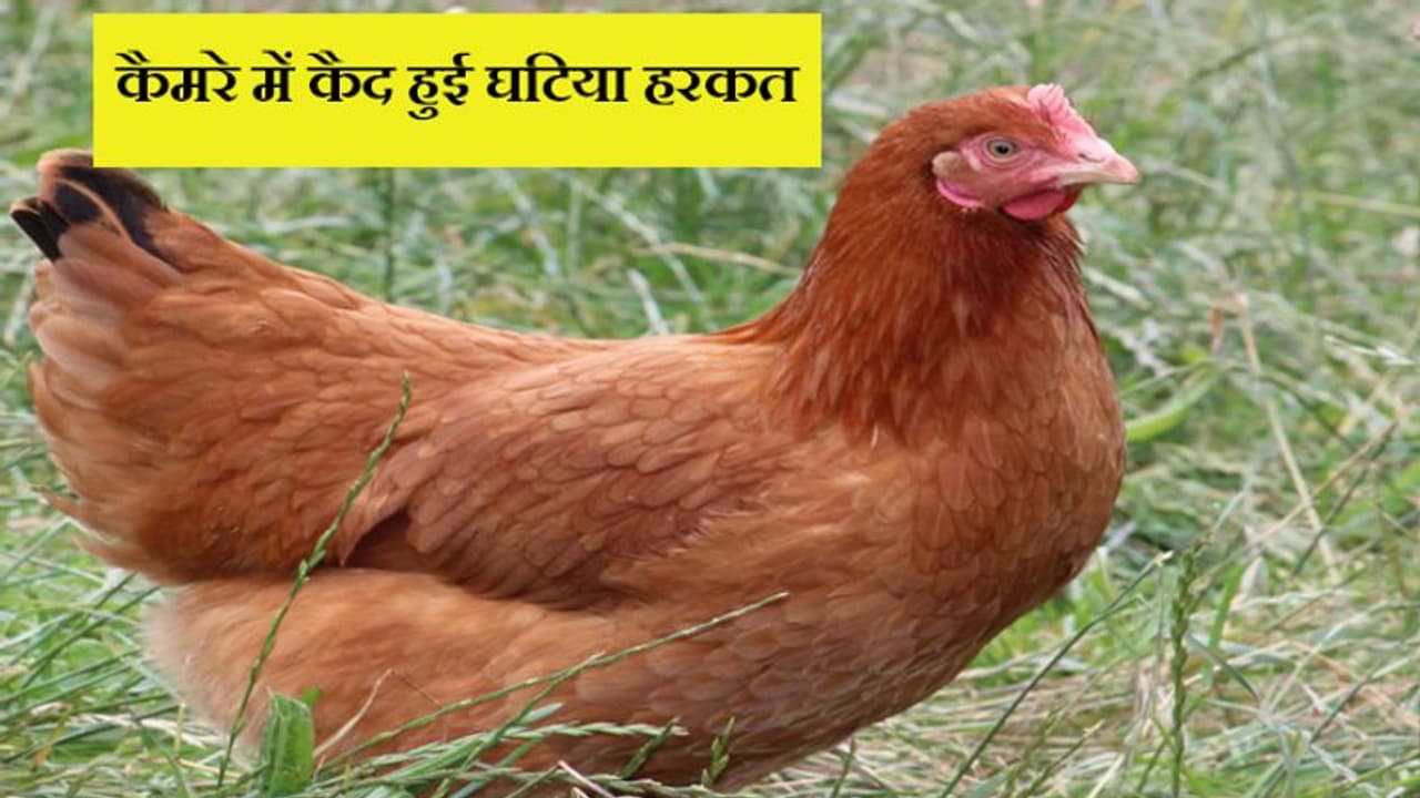 चाइना प्रेस का दावा, सिरफिरे हैवान ने किया मुर्गी से दुष्कर्म चाइना प्रेस का दावा, सिरफिरे हैवान ने किया मुर्गी से दुष्कर्म