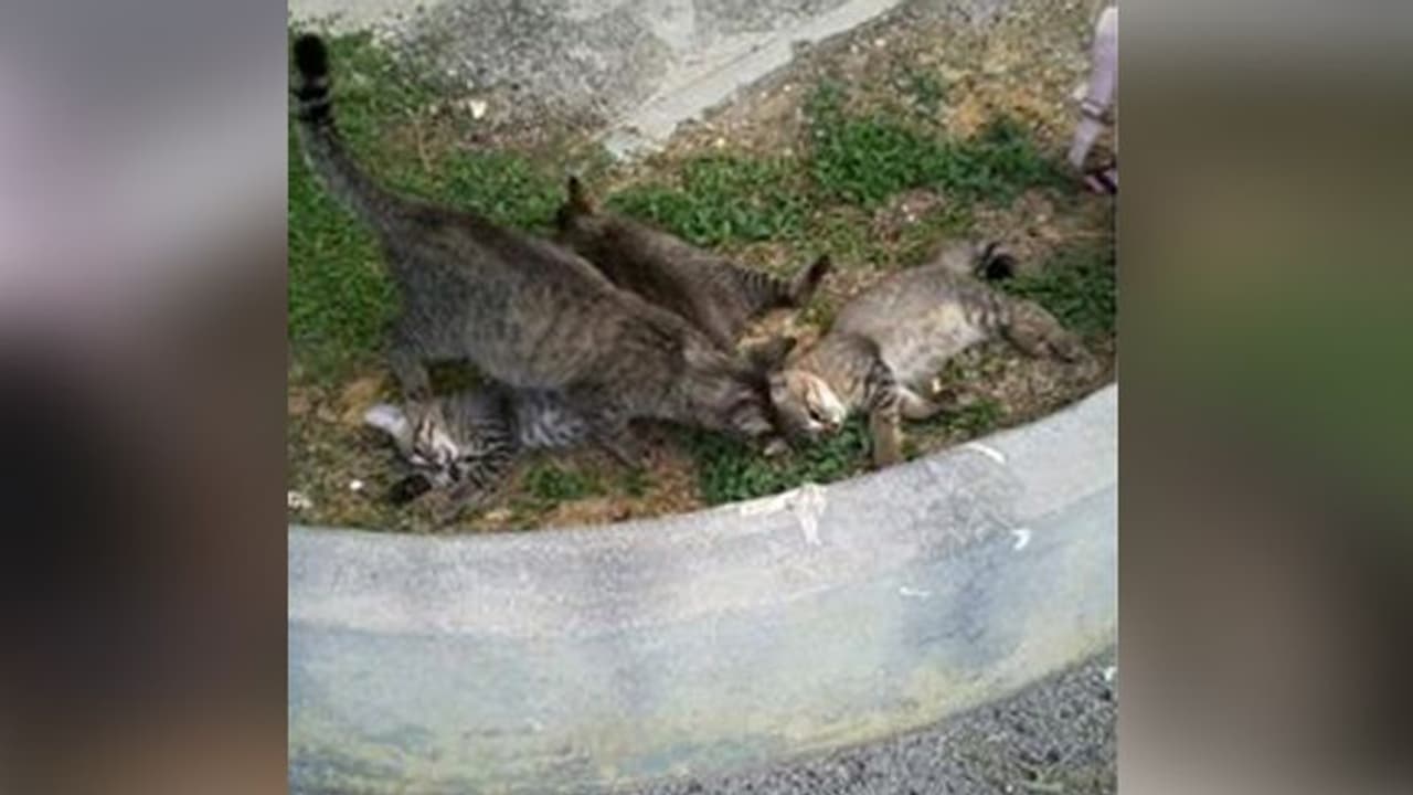 ఇదికదా జంతుప్రేమంటే..! తల్లిపిల్లిని బిడ్డల వద్దకు చేర్చేందుకు వందల కి.మీ ప్రయాణించి సాహసం