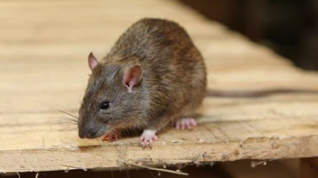 ഈ 6 കാര്യങ്ങൾ ശ്രദ്ധിച്ചാൽ വീട്ടിലെ എലി ശല്യം അകറ്റാം ഈ 6 കാര്യങ്ങൾ ശ്രദ്ധിച്ചാൽ വീട്ടിലെ എലി ശല്യം അകറ്റാം