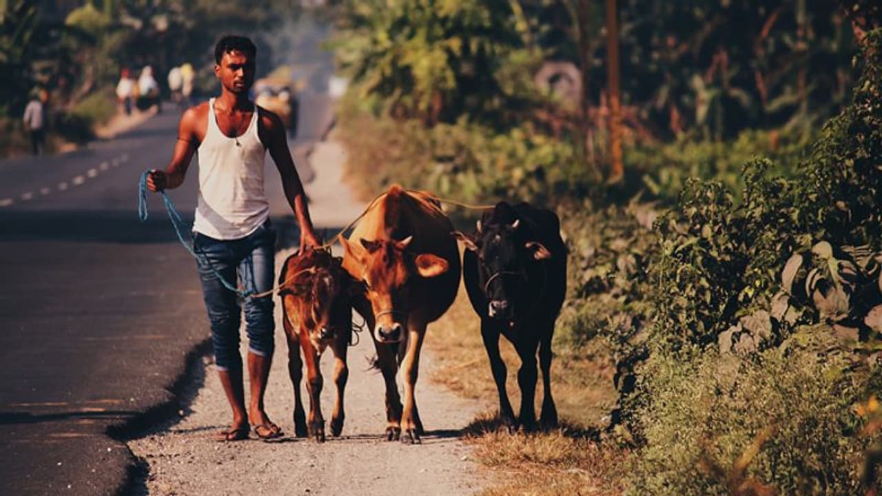 ಹೊಸ ವರ್ಷಕ್ಕೆ ರೈತರಿಗೆ ಬಂಪರ್ ಗಿಫ್ಟ್; ಹಾಲು ಖರೀದಿಯಲ್ಲಿ 2 ರೂ ಹೆಚ್ಚಳ! ಹೊಸ ವರ್ಷಕ್ಕೆ ರೈತರಿಗೆ ಬಂಪರ್ ಗಿಫ್ಟ್; ಹಾಲು ಖರೀದಿಯಲ್ಲಿ 2 ರೂ ಹೆಚ್ಚಳ!