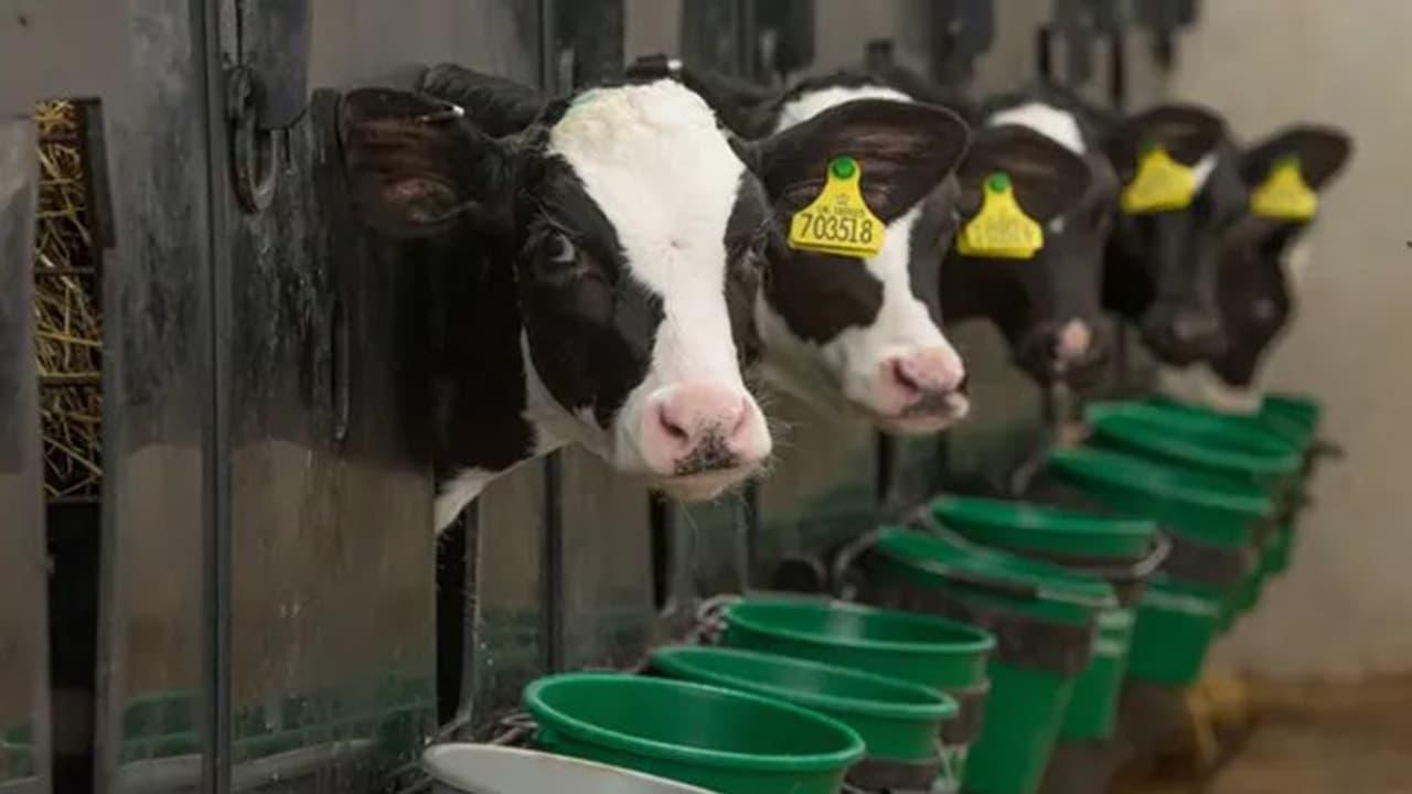 'സര്ക്കാര് നല്കുന്ന ഭക്ഷണം തികയുന്നില്ല’; പശുക്കള്ക്കായി റൊട്ടി ബാങ്ക് തുറന്ന് സംഘടന 'സര്ക്കാര് നല്കുന്ന ഭക്ഷണം തികയുന്നില്ല’; പശുക്കള്ക്കായി റൊട്ടി ബാങ്ക് തുറന്ന് സംഘടന