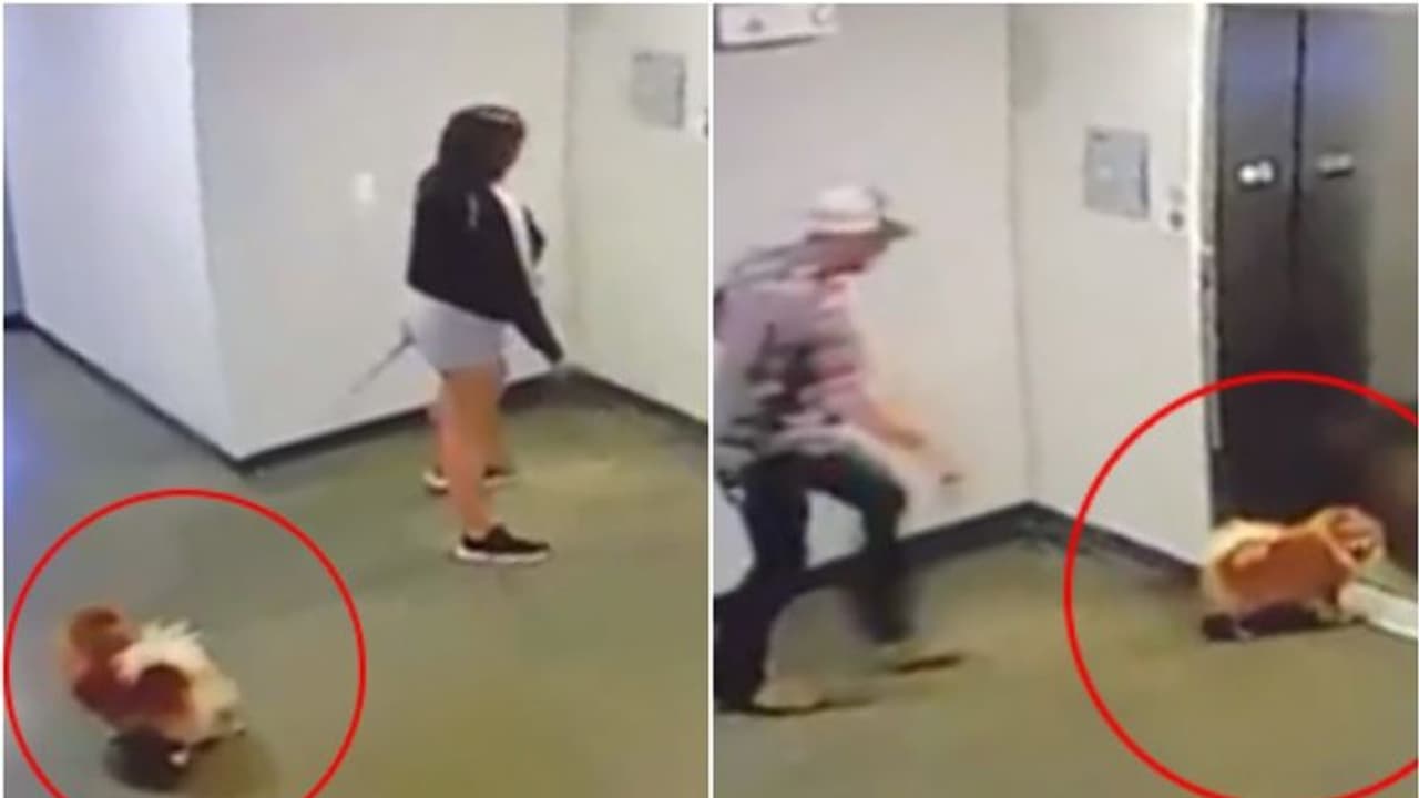 നായയുടെ കഴുത്തിലെ തുടല് ലിഫ്റ്റില് കുടുങ്ങി; രക്ഷപ്പെടുത്തിയതിങ്ങനെ, വീഡിയോ വൈറല് നായയുടെ കഴുത്തിലെ തുടല് ലിഫ്റ്റില് കുടുങ്ങി; രക്ഷപ്പെടുത്തിയതിങ്ങനെ, വീഡിയോ വൈറല്