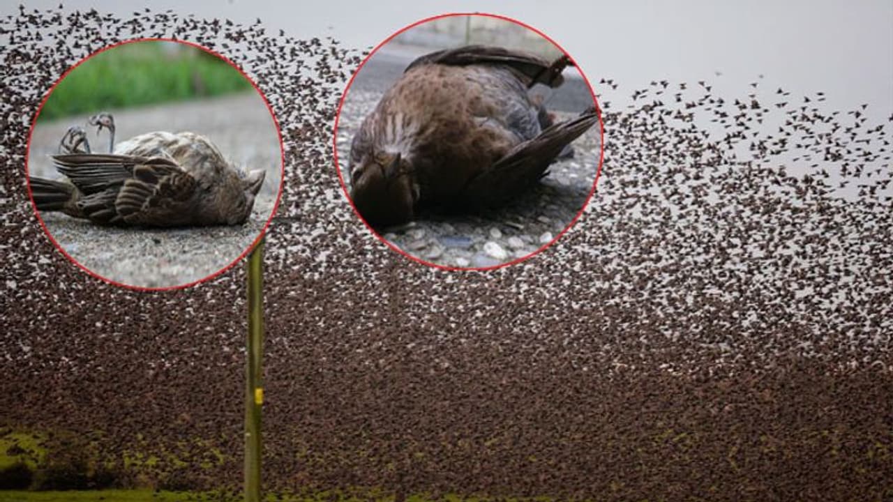 వందలు.. వందలుగా.. గుంపులు గుంపులుగా.. ఒకేసారి వందలు.. వందలుగా.. గుంపులు గుంపులుగా.. ఒకేసారి