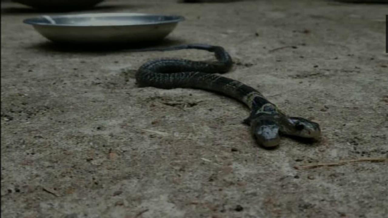 கிராமத்திற்குள் புகுந்த இருதலை நாகப்பாம்பு... அதிர்ச்சியில் உறைந்த மக்கள்..!