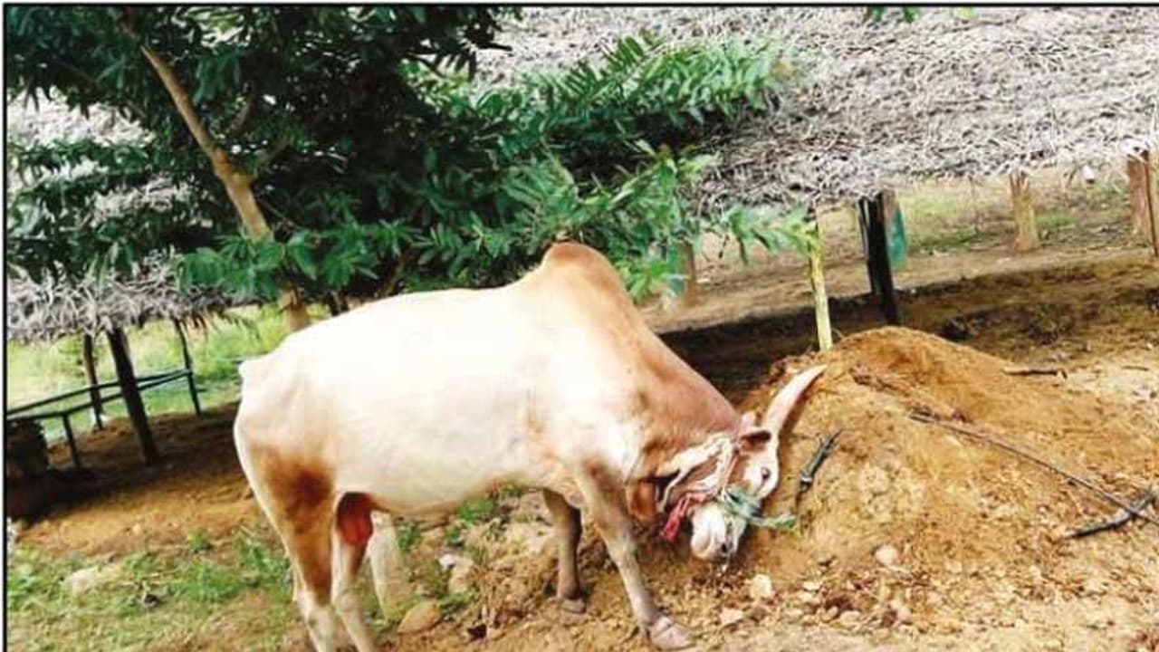 களைகட்டும் தமிழர் திருநாள்..! மஞ்சு விரட்டிற்கு அசுர வேகத்தில் தயாராகும் காளைகள்..!