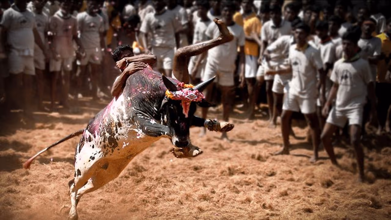 முட்டி மோதிய ஜல்லிக்கட்டு காளை..! மாடு உரிமையாளர் குடல் சரிந்து பலி..! முட்டி மோதிய ஜல்லிக்கட்டு காளை..! மாடு உரிமையாளர் குடல் சரிந்து பலி..!