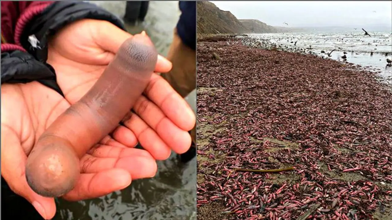 ತೀರಕ್ಕೆ ಬಂದು ಬಿತ್ತು ಪುರುಷರ ಶಿಶ್ನದಂತೆ ಕಾಣುವ 'ಪೆನಿಸ್ ಫಿಶ್' ಏನ್ ಕತೆ?