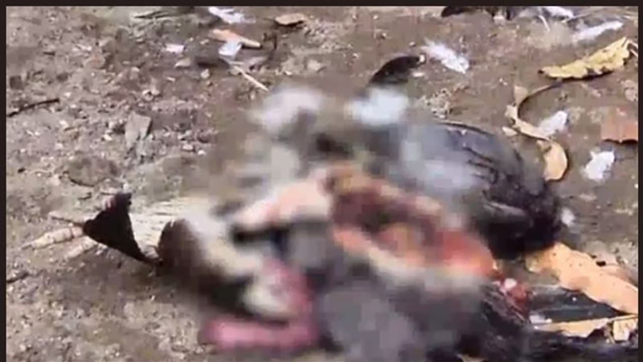 ഒറ്റരാത്രിയില് ചത്തത് 70 കോഴികള്; അജ്ഞാത ജീവിയുടെ ആക്രമണത്തില് ഒരു ഗ്രാമം ഒറ്റരാത്രിയില് ചത്തത് 70 കോഴികള്; അജ്ഞാത ജീവിയുടെ ആക്രമണത്തില് ഒരു ഗ്രാമം