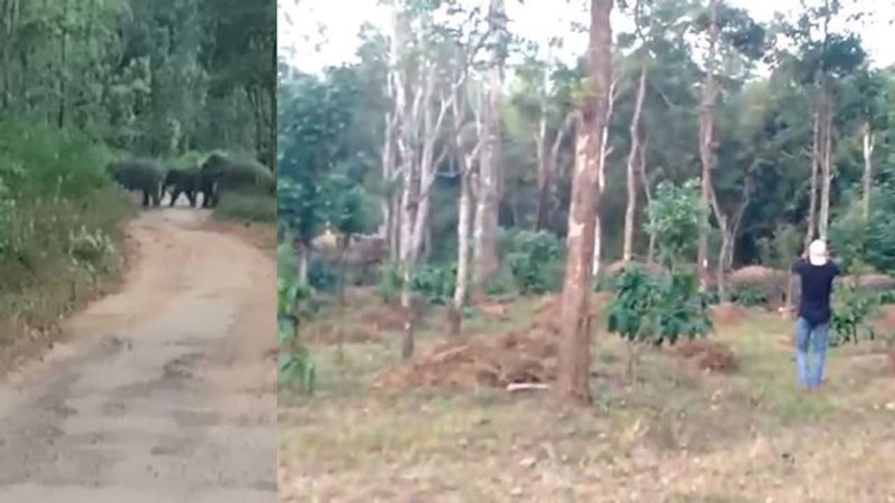 ಊರೊಳಗೆ ಸಂಚರಿಸುತ್ತಿವೆ ಹಿಂಡು ಹಿಂಡು ಆನೆಗಳು : ಭಯಭೀತರಾದ ಜನರು ಊರೊಳಗೆ ಸಂಚರಿಸುತ್ತಿವೆ ಹಿಂಡು ಹಿಂಡು ಆನೆಗಳು : ಭಯಭೀತರಾದ ಜನರು