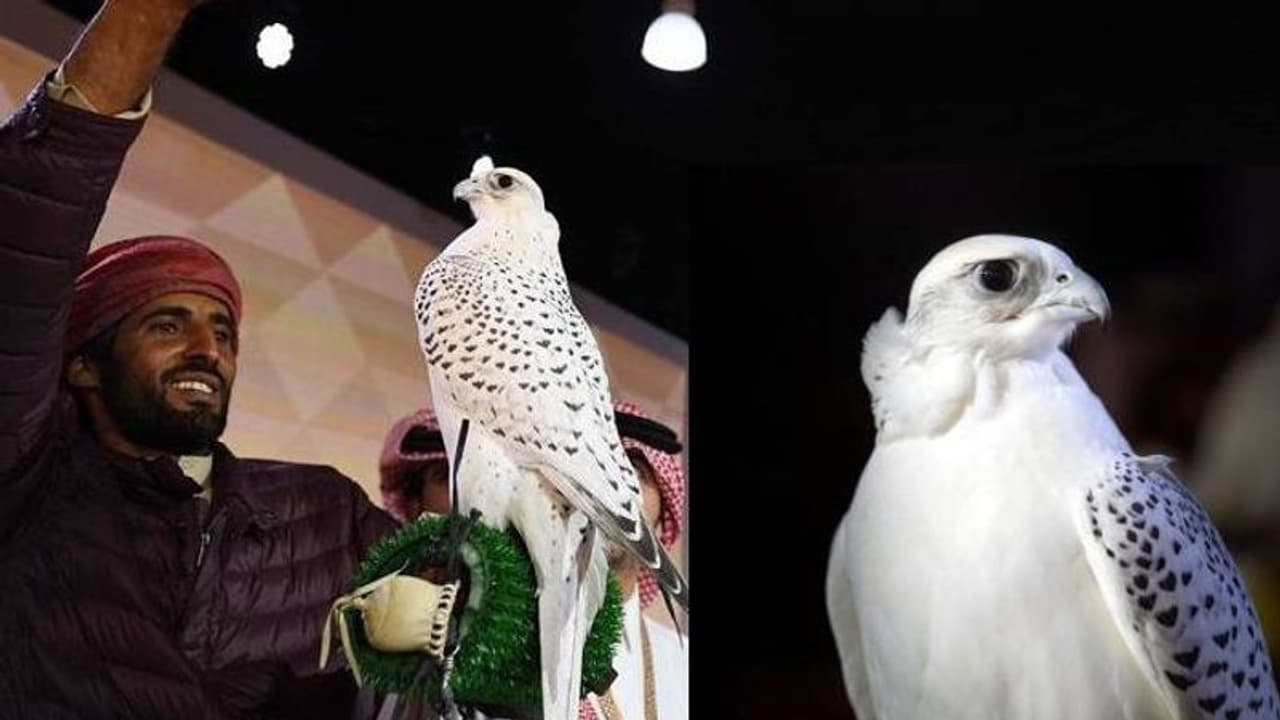 ഫാല്ക്കന് സൗന്ദര്യമത്സരം; പക്ഷികളിലെ സൗന്ദര്യ കിരീടം ചൂടി ഹാഷിമും സന്ദാനും ഫാല്ക്കന് സൗന്ദര്യമത്സരം; പക്ഷികളിലെ സൗന്ദര്യ കിരീടം ചൂടി ഹാഷിമും സന്ദാനും