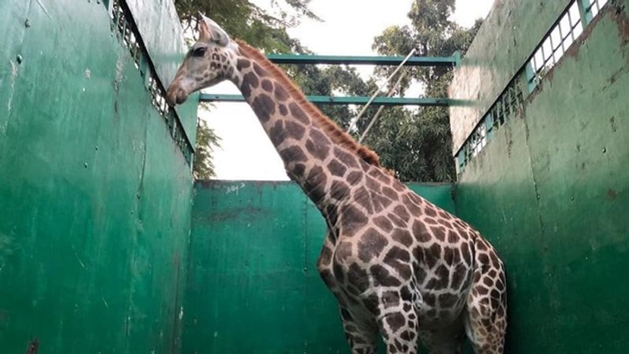 ಮುಚ್ಚಿದ ಲಾರಿಯಲ್ಲಿ 8 ದಿನ ಪಯಣಿಸಿ ಅಸ್ಸಾಂ ತಲುಪಿದ ಮೈಸೂರಿನ ಜಿರಾಫೆ..! ಮುಚ್ಚಿದ ಲಾರಿಯಲ್ಲಿ 8 ದಿನ ಪಯಣಿಸಿ ಅಸ್ಸಾಂ ತಲುಪಿದ ಮೈಸೂರಿನ ಜಿರಾಫೆ..!