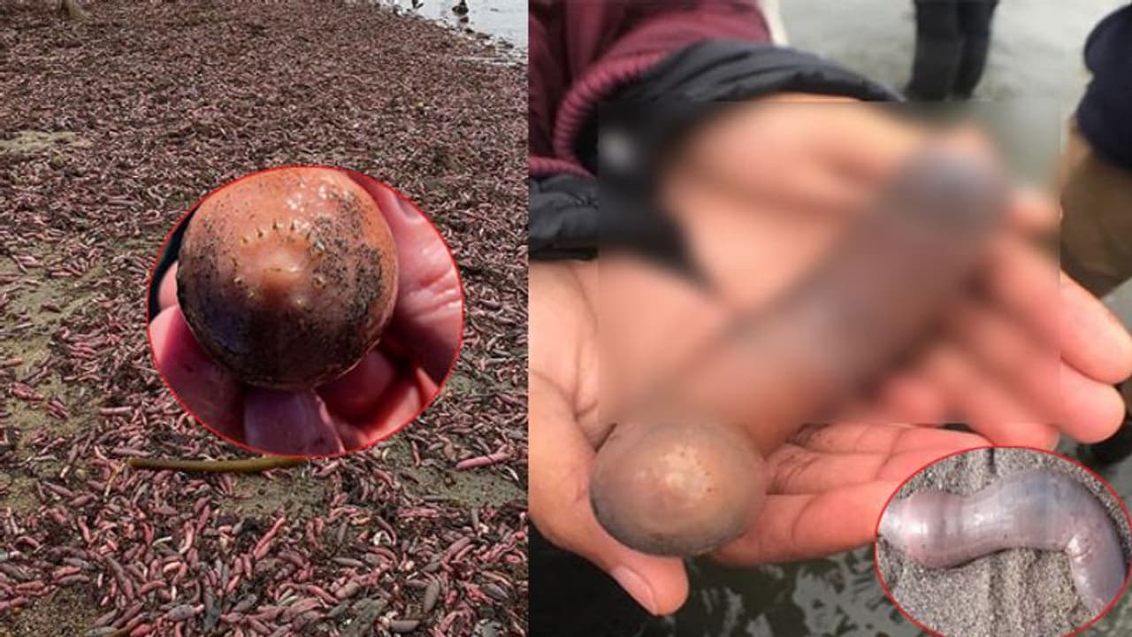 బిచ్లో వేలాది పురుషాంగాలు!.. వాటిని చూసి.. బిచ్లో వేలాది పురుషాంగాలు!.. వాటిని చూసి..