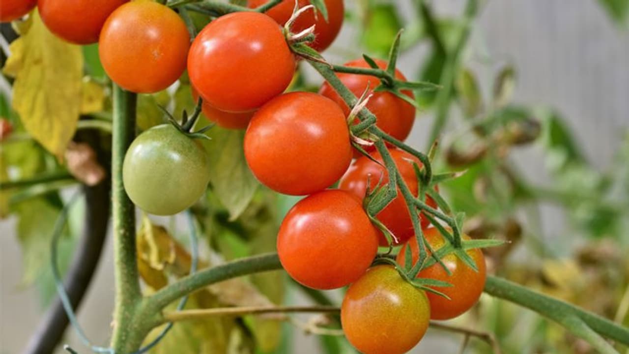 ಲಾಕ್‌ಡೌನ್ ಎಫೆಕ್ಟ್‌: ಒಂದು ಕೆಜಿ ಟೊಮೆಟೋಗೆ ಬರೀ 4 ರುಪಾಯಿ..!