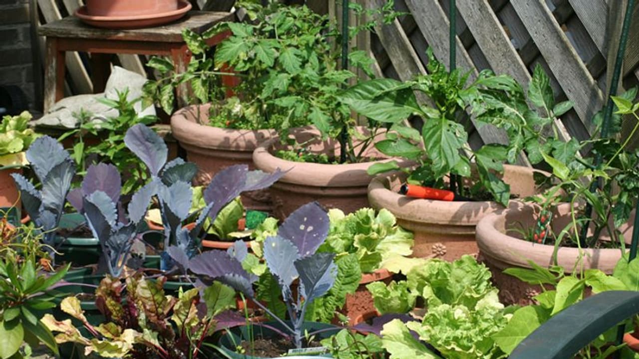 ಮನೆಯಲ್ಲೇ ಬೆಳೆಯಿರಿ ತರಕಾರಿ, 84ರ ಹರೆಯದ ಅಜ್ಜಿಗೆ 100 ಕುಟುಂಬದ ಸಾಥ್! ಮನೆಯಲ್ಲೇ ಬೆಳೆಯಿರಿ ತರಕಾರಿ, 84ರ ಹರೆಯದ ಅಜ್ಜಿಗೆ 100 ಕುಟುಂಬದ ಸಾಥ್!