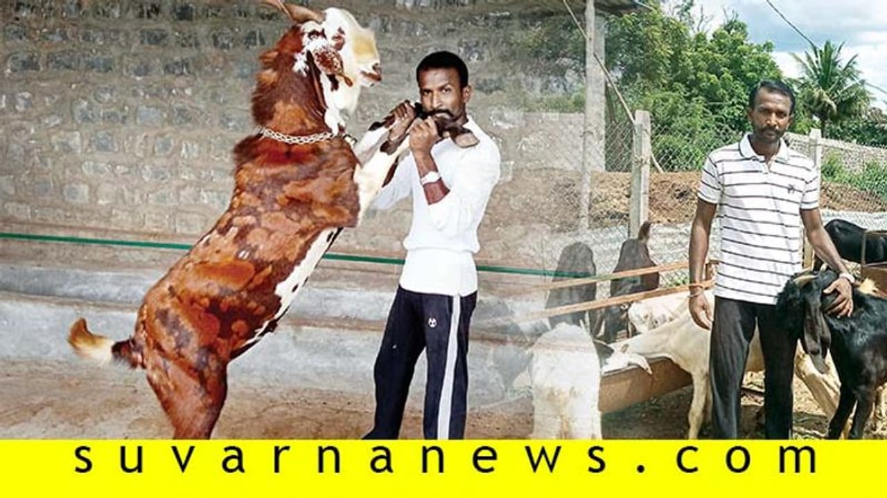 ಹೊರರಾಜ್ಯದ ಆಡು ಸಾಕಿದರೆ ಲಕ್ಷಾಂತರ ರು. ಆದಾಯ ಪಡೆಯಬಹುದು!