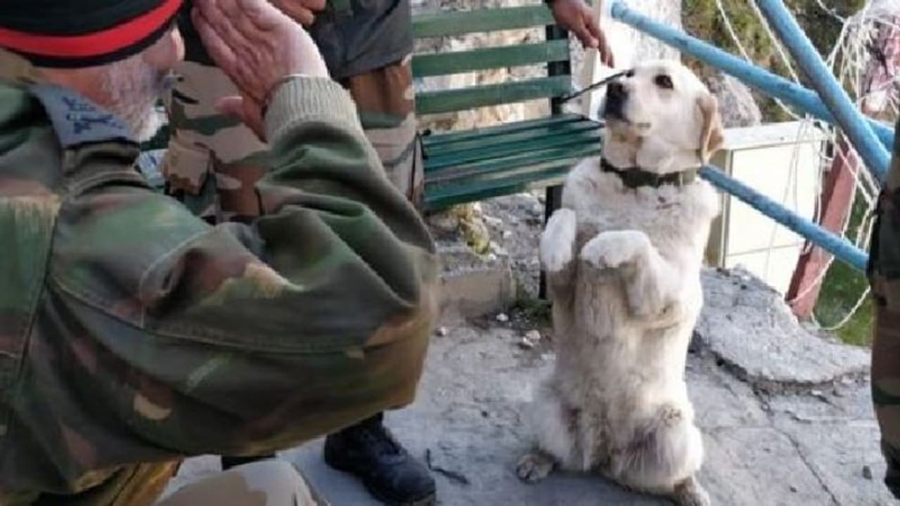 ಸಾವಿರ ಕತೆ ಹೇಳುತ್ತೆ ಈ ಚಿತ್ರ: ನಂಬಿಕಸ್ಥ, ನಿಸ್ವಾರ್ಥ ಶ್ವಾನಕ್ಕೆ ಸೇನಾಧಿಕಾರಿಯ ಸೆಲ್ಯೂಟ್! ಸಾವಿರ ಕತೆ ಹೇಳುತ್ತೆ ಈ ಚಿತ್ರ: ನಂಬಿಕಸ್ಥ, ನಿಸ್ವಾರ್ಥ ಶ್ವಾನಕ್ಕೆ ಸೇನಾಧಿಕಾರಿಯ ಸೆಲ್ಯೂಟ್!