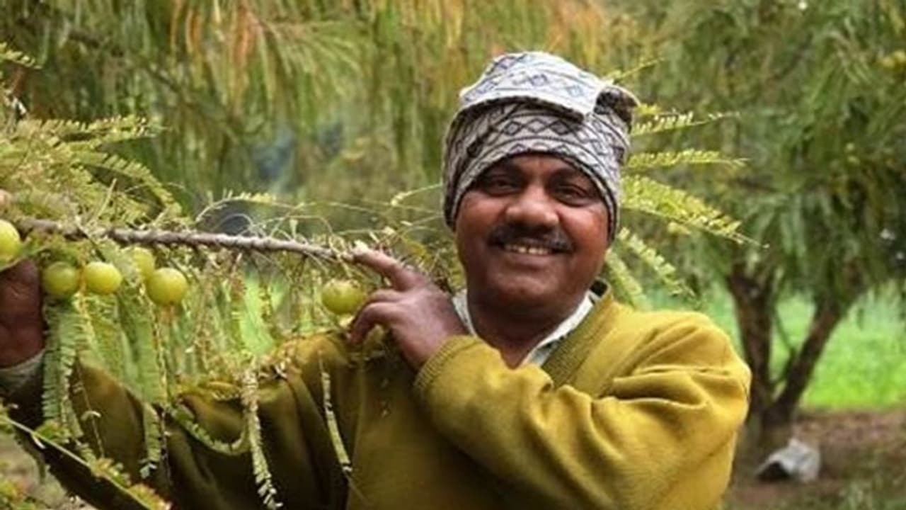 നെല്ലിക്ക കൃഷി ചെയ്ത് ഈ കര്ഷകന് നേടിയത് ലക്ഷങ്ങള്; ഗ്രാമങ്ങളിലെ സ്ത്രീകള്ക്ക് നല്കിയത് ഉപജീവന മാര്ഗം നെല്ലിക്ക കൃഷി ചെയ്ത് ഈ കര്ഷകന് നേടിയത് ലക്ഷങ്ങള്; ഗ്രാമങ്ങളിലെ സ്ത്രീകള്ക്ക് നല്കിയത് ഉപജീവന മാര്ഗം