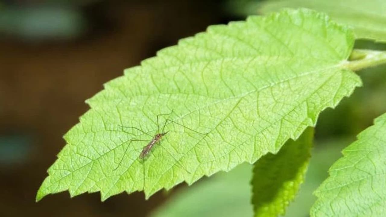 കൊതുകിനെ അകറ്റിനിര്ത്താന് ഈ ചെടികള് വീട്ടില് വളര്ത്താം കൊതുകിനെ അകറ്റിനിര്ത്താന് ഈ ചെടികള് വീട്ടില് വളര്ത്താം