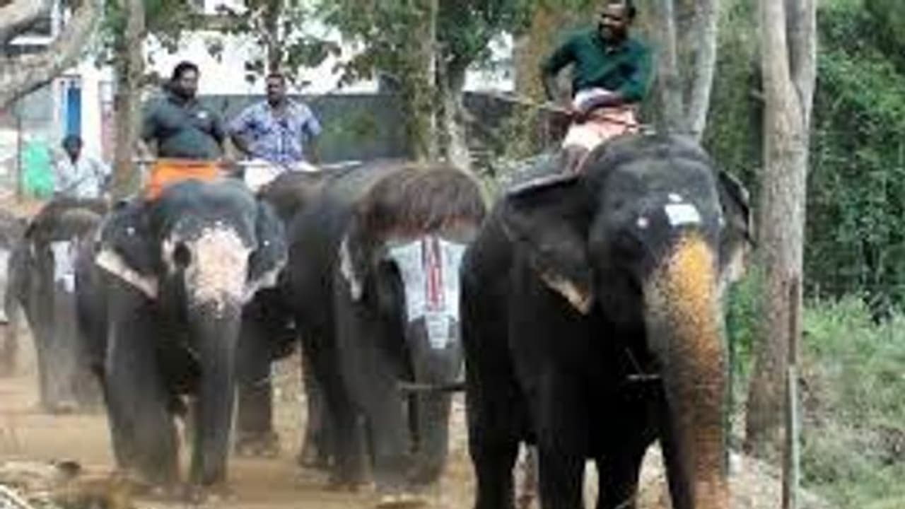 നാട്ടാനകള്ക്ക് ആധാര്; നടപടികള് പുരോഗമിക്കുന്നതായി വൈല്ഡ് ലൈഫ് ഇന്സ്റ്റിറ്റ്യൂട്ട് നാട്ടാനകള്ക്ക് ആധാര്; നടപടികള് പുരോഗമിക്കുന്നതായി വൈല്ഡ് ലൈഫ് ഇന്സ്റ്റിറ്റ്യൂട്ട്