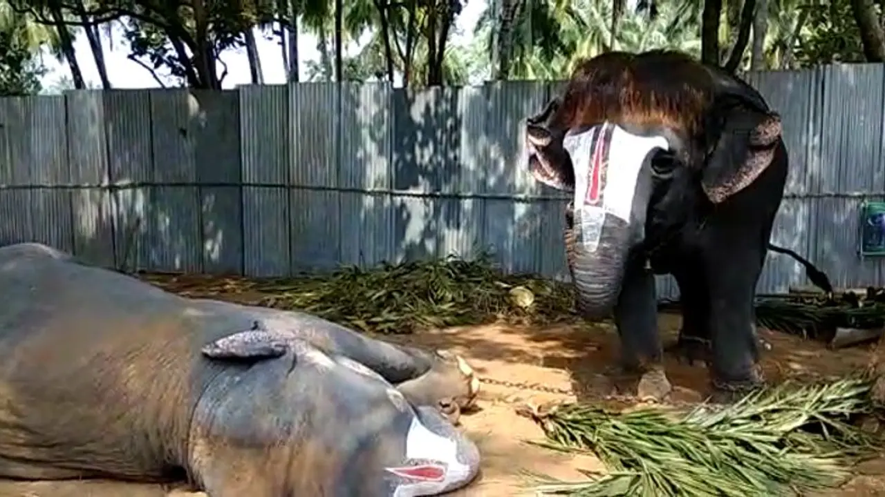 ரொமான்ஸ் மூடில் காட்டு ஆண் யானைகள்! சுண்டி இழுக்கும் ஃப்ரெஷ் பெண் யானைகள்: பதற வைக்கும் யானைகள் முகாம். ரொமான்ஸ் மூடில் காட்டு ஆண் யானைகள்! சுண்டி இழுக்கும் ஃப்ரெஷ் பெண் யானைகள்: பதற வைக்கும் யானைகள் முகாம்.