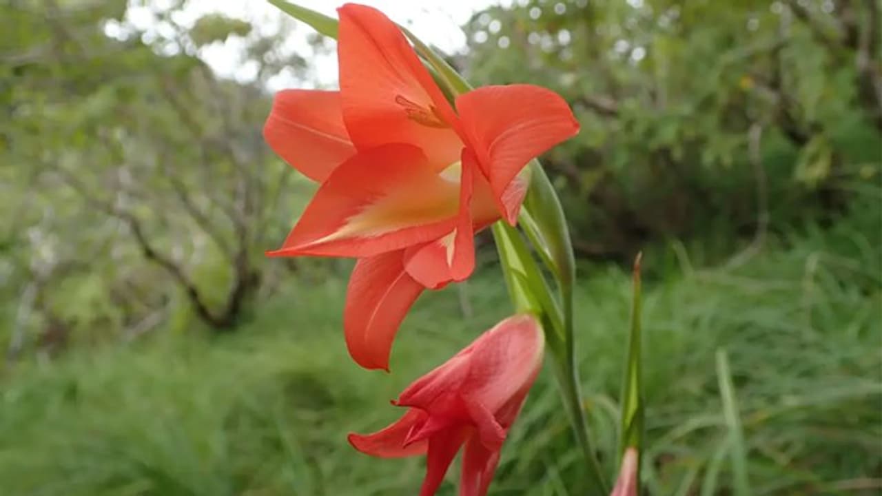 മിറാക്കിള് ബെറിയും 'സൂപ്പര് ഗ്ലൂ' ചെടിയും 2019 ല് സസ്യശാസ്ത്രജ്ഞന്മാര് കണ്ടെത്തിയ അതിഥികള് മിറാക്കിള് ബെറിയും 'സൂപ്പര് ഗ്ലൂ' ചെടിയും 2019 ല് സസ്യശാസ്ത്രജ്ഞന്മാര് കണ്ടെത്തിയ അതിഥികള്