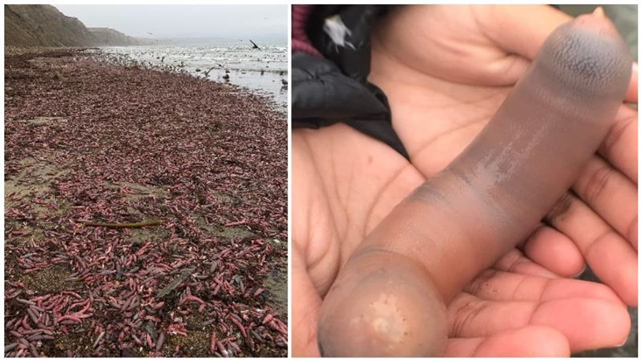 அச்சு அசலாக ஆணின் பாலின உறுப்பு போன்றே "மீன் வகை"..! கடற்கரையில் ஒதுங்கியதால் மக்கள் அதிர்ச்சி ..! அச்சு அசலாக ஆணின் பாலின உறுப்பு போன்றே "மீன் வகை"..! கடற்கரையில் ஒதுங்கியதால் மக்கள் அதிர்ச்சி ..!